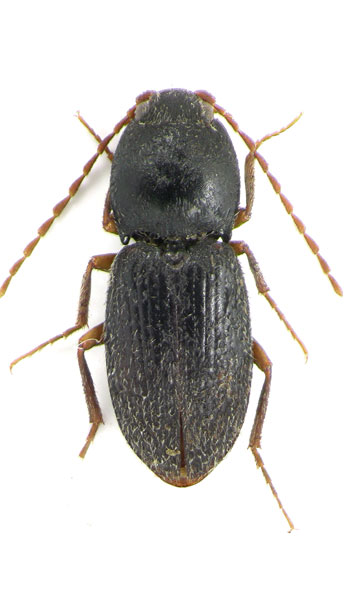 Coptostethus attilai