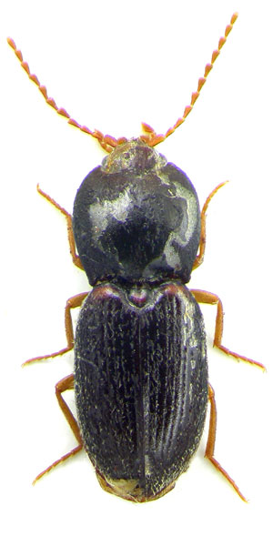 Coptostethus buci