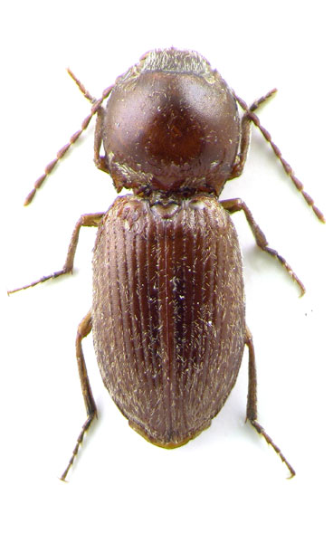 Coptostethus kundratai