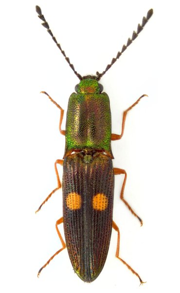 Corymbitodes auratus