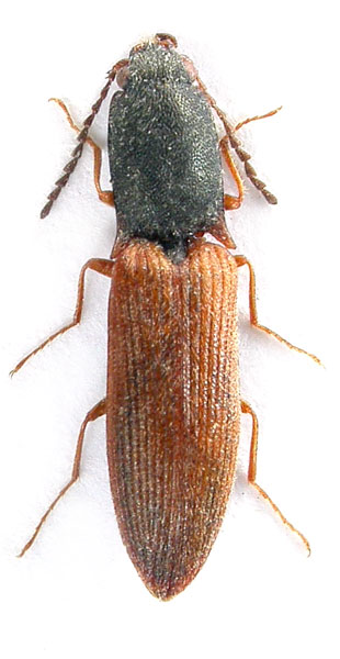 Corymbitodes jiuzhaigonensis