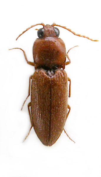 Craspedostethus antennalis