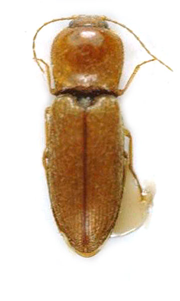 Craspedostethus dilutus