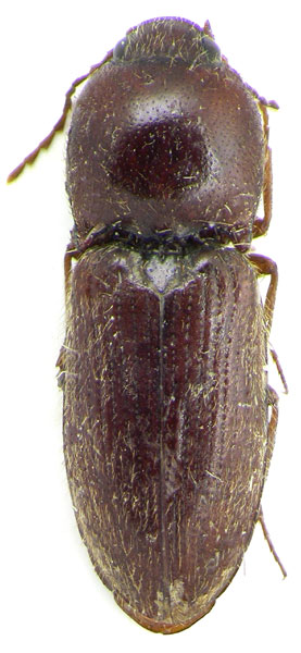 Craspedostethus ferrugineus