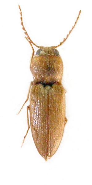 Craspedostethus flavescens