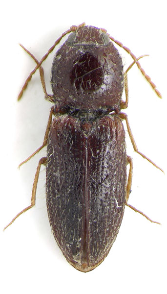 Craspedostethus hirticollis