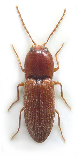 Craspedostethus permodicus