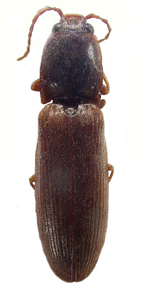 Crepidophorus expolitus