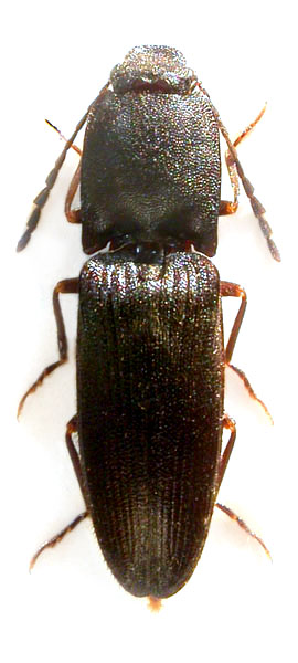 Crepidophorus mutilatus