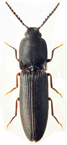 Crepidophorus mutilatus