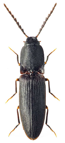 Crepidophorus mutilatus