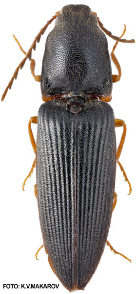 Crepidophorus rufiventris