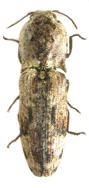 Cryptalaus anquis