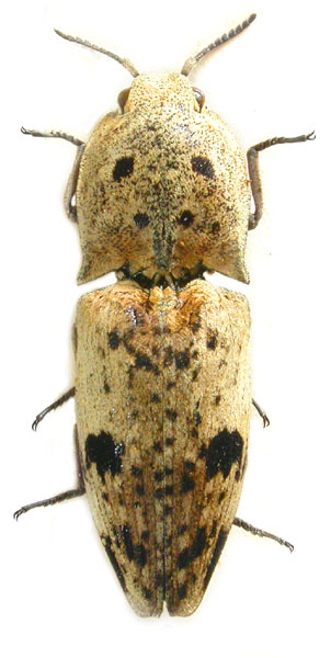 Cryptalaus lacteus