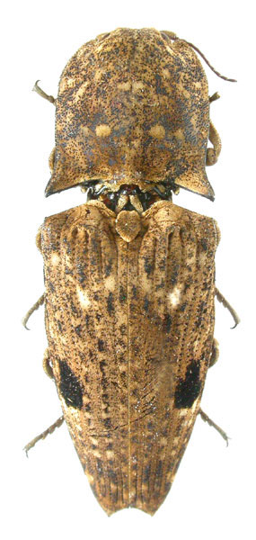 Cryptalaus mortuus