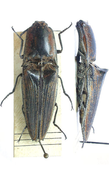 Cryptalaus rakuda