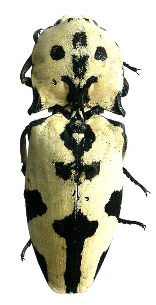 Cryptalaus speciosus