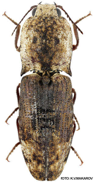 Cryptalaus tamargrahensis