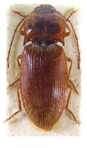 Csikia catei