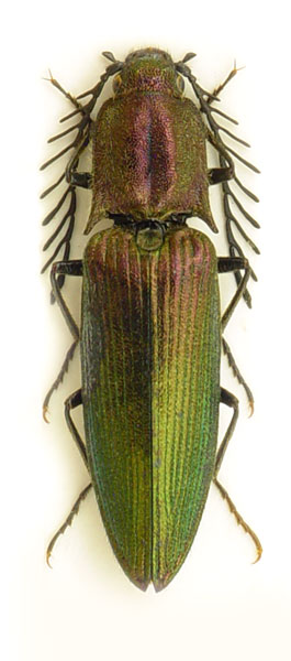 Ctenicera bonomii