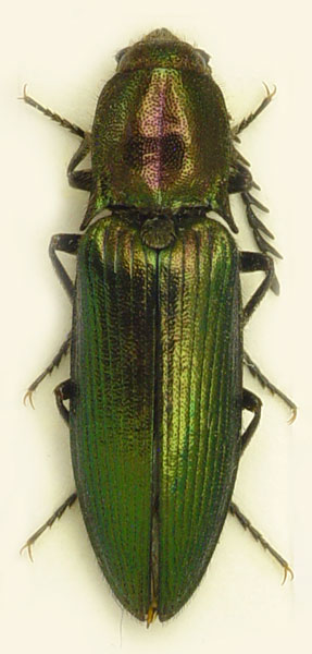 Ctenicera bosnica