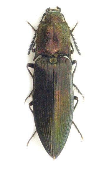 Ctenicera cuprea