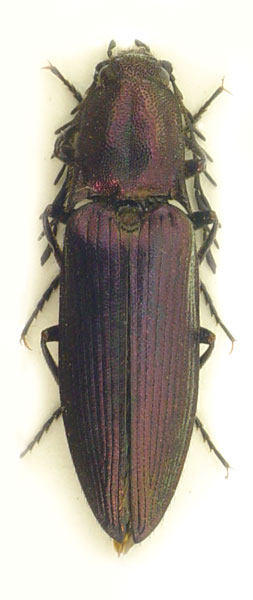 Ctenicera cuprea