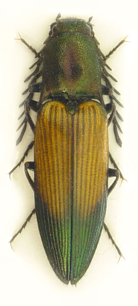 Ctenicera cuprea