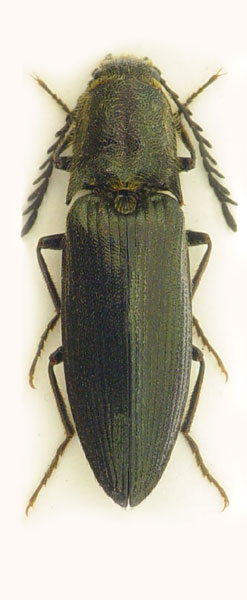 Ctenicera cuprea