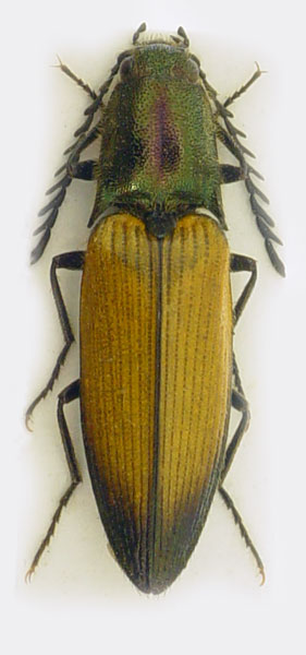 Ctenicera cuprea