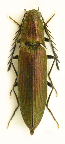 Ctenicera doderoi