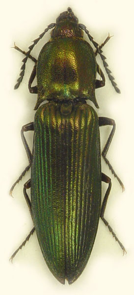 Ctenicera doderoi