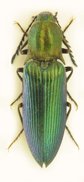 Ctenicera heyeri