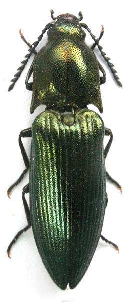 Ctenicera kiesenwetteri