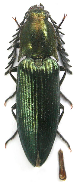 Ctenicera kiesenwetteri