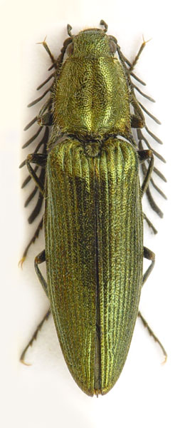 Ctenicera pectinicornis