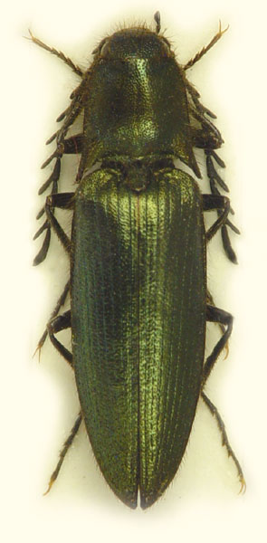 Ctenicera schneebergi