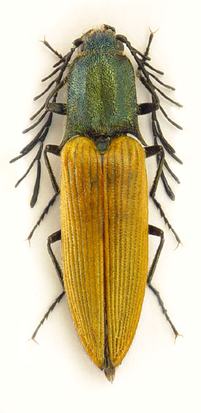 Ctenicera virens