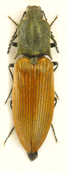 Ctenicera virens