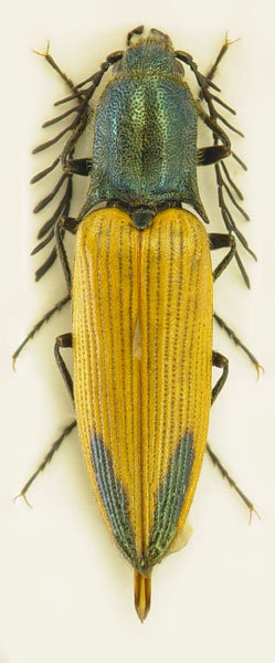 Ctenicera virens