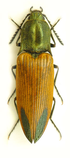 Ctenicera virens