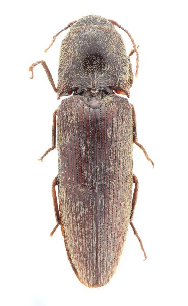 Ctenoplus brunneus