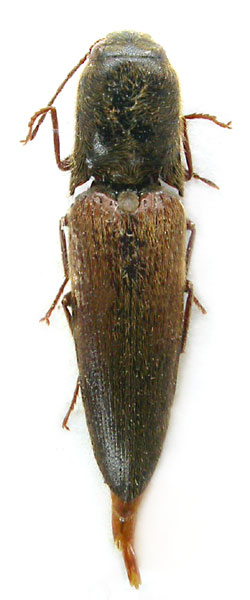 Ctenoplus cateianus