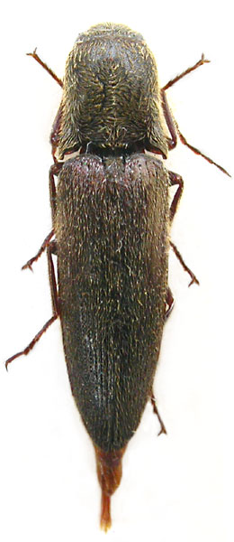 Ctenoplus deceptus