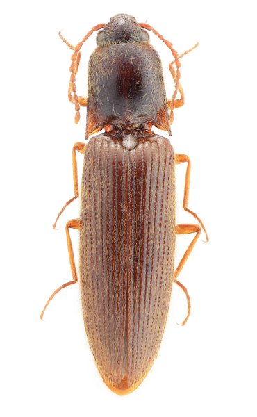 Ctenoplus fujianensis