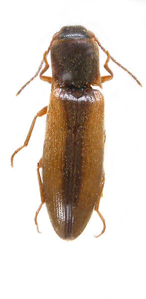 Dalopius exilis