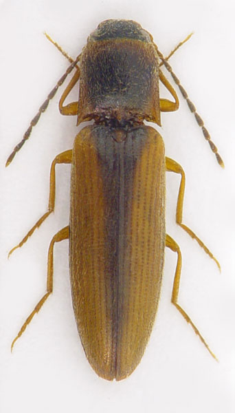 Dalopius marginatus
