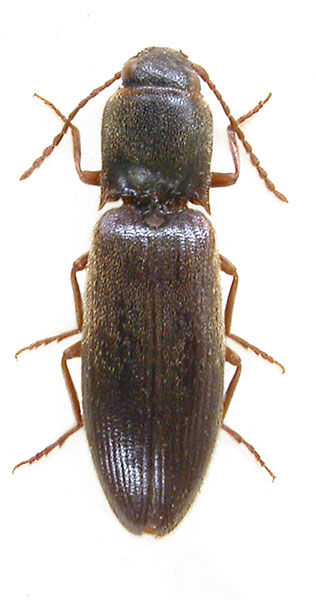 Dalopius puerilis