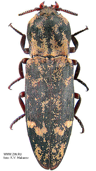 Danosoma conspersa