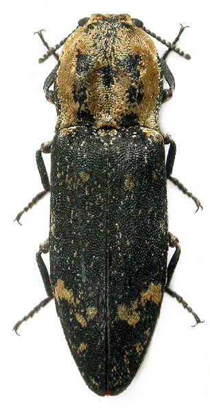 Danosoma fasciatum